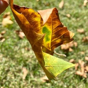 Meet your Posher, Gitanjali